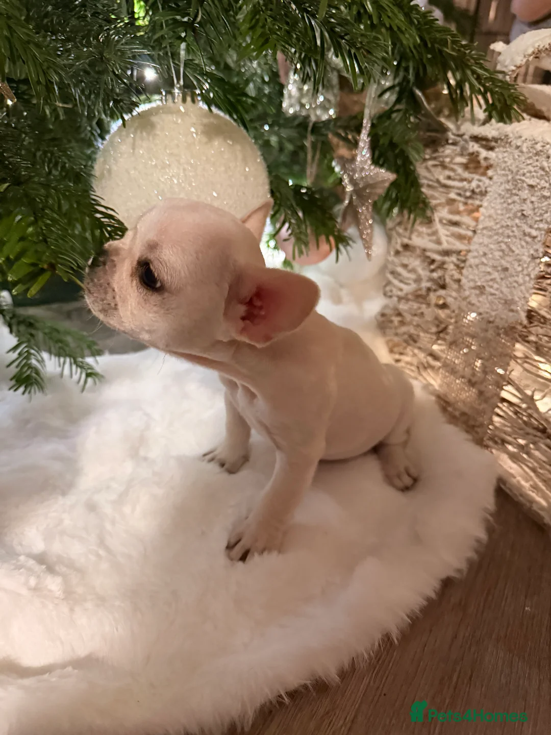 French Bulldog dogs for sale: Full KC Frenchie - 1 Beautiful little boy left - Advert 8