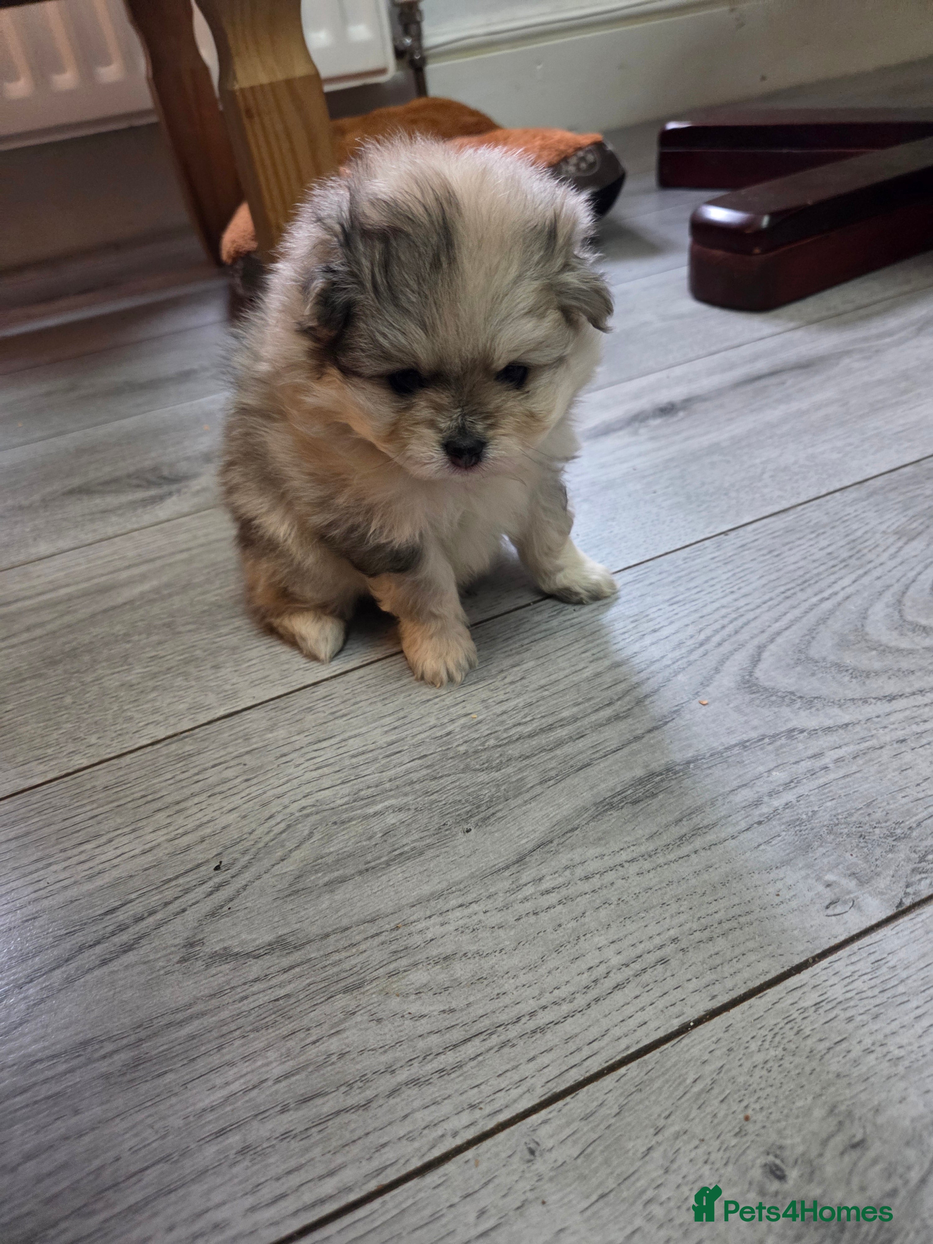 Pomeranian dogs Pomeranian puppies for sale 🐶🐾 - Advert 2