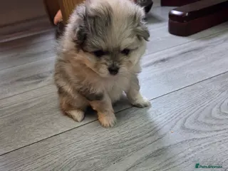 Pomeranian dogs Pomeranian puppies for sale 🐶🐾 - Advert 2