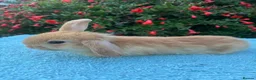 Mixed Breed rabbits for sale: Orange Mini lop + Mini lop cross black orange  - Advert 9