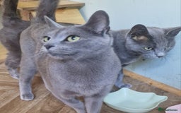 Russian Blue cats for sale: Two Beautiful Russian Blue Girls  - Image 1