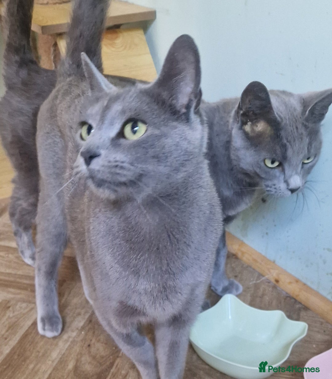 Russian Blue cats for sale: Two Beautiful Russian Blue Girls  - Image 1
