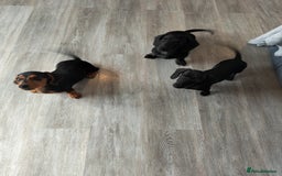Dachshund dogs for sale: 💜 1st and 2nd jabs, ready to leave. 🐕 - Image 3