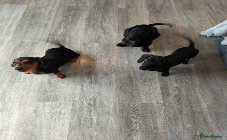 Dachshund dogs - Advert 5