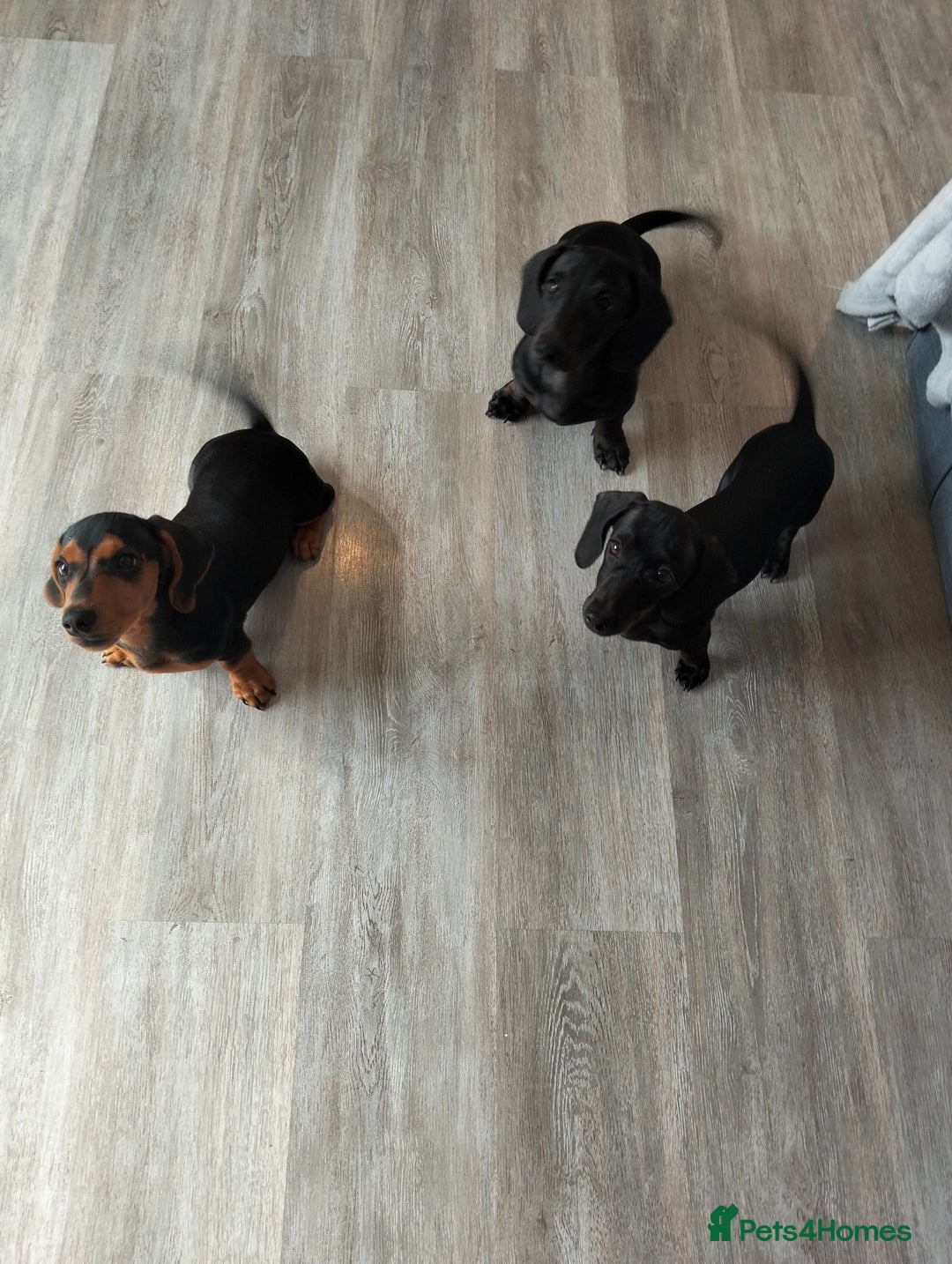 Dachshund dogs for sale: 💜 1st and 2nd jabs, ready to leave. 🐕 - Image 3