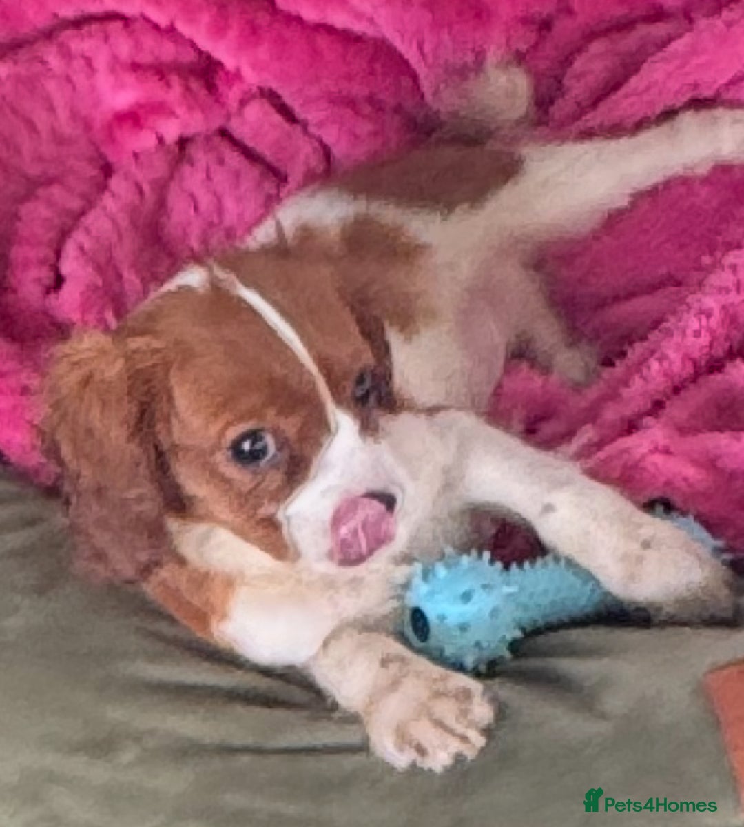 Cavalier King Charles Spaniel dogs for sale: Pippin - Health-checked Blenheim Boy - Advert 15
