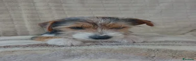 Yorkshire Terrier 2