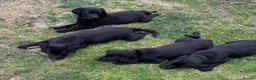 Labrador Retriever dogs for sale: KC Reg.Parents Fully Health Tested.Ready Now - Advert 5