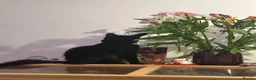 Mixed Breed cats for sale: Beautiful kittens for sale in Bristol - Advert 2