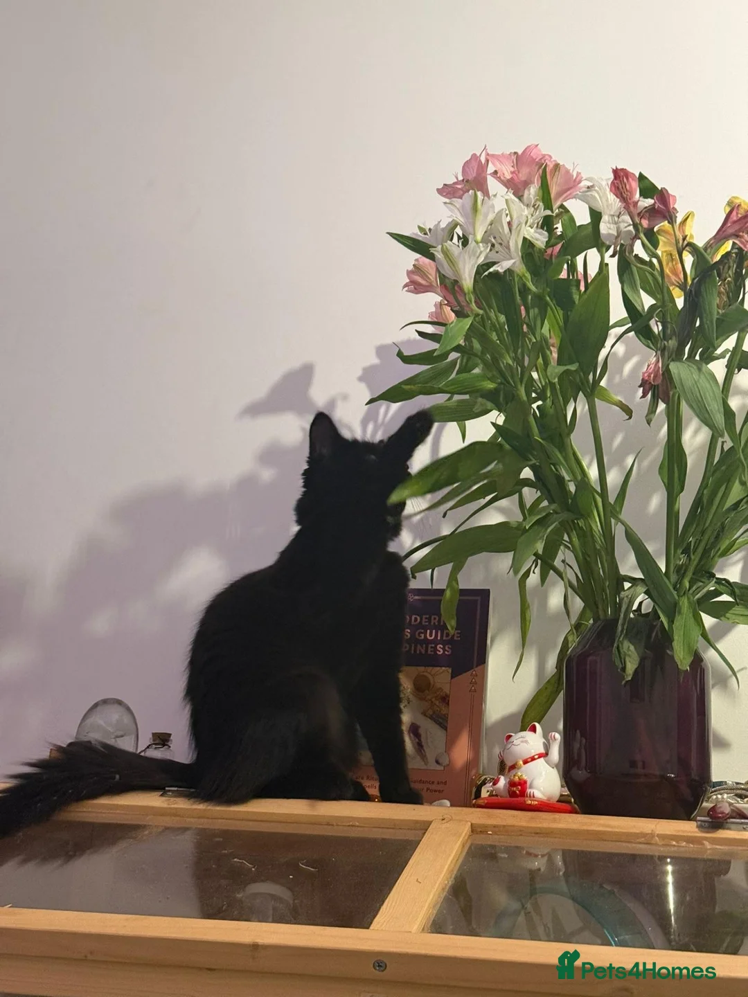 Mixed Breed cats for sale: Beautiful kittens for sale in Bristol - Advert 2