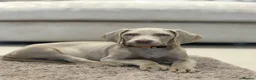 Weimaraner dogs for sale: 🐾✨STUNNING WEIMARANER PUPPIES ✨🐾 - Advert 3