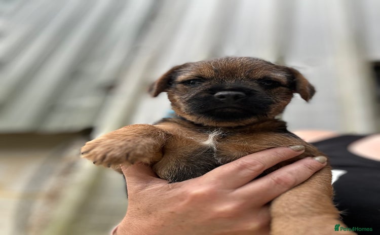 Border Terrier dogs - Advert 1