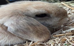 Mini Lop rabbits for sale: MINI LOP BUNNIES / PEDIGREE  - Image 27