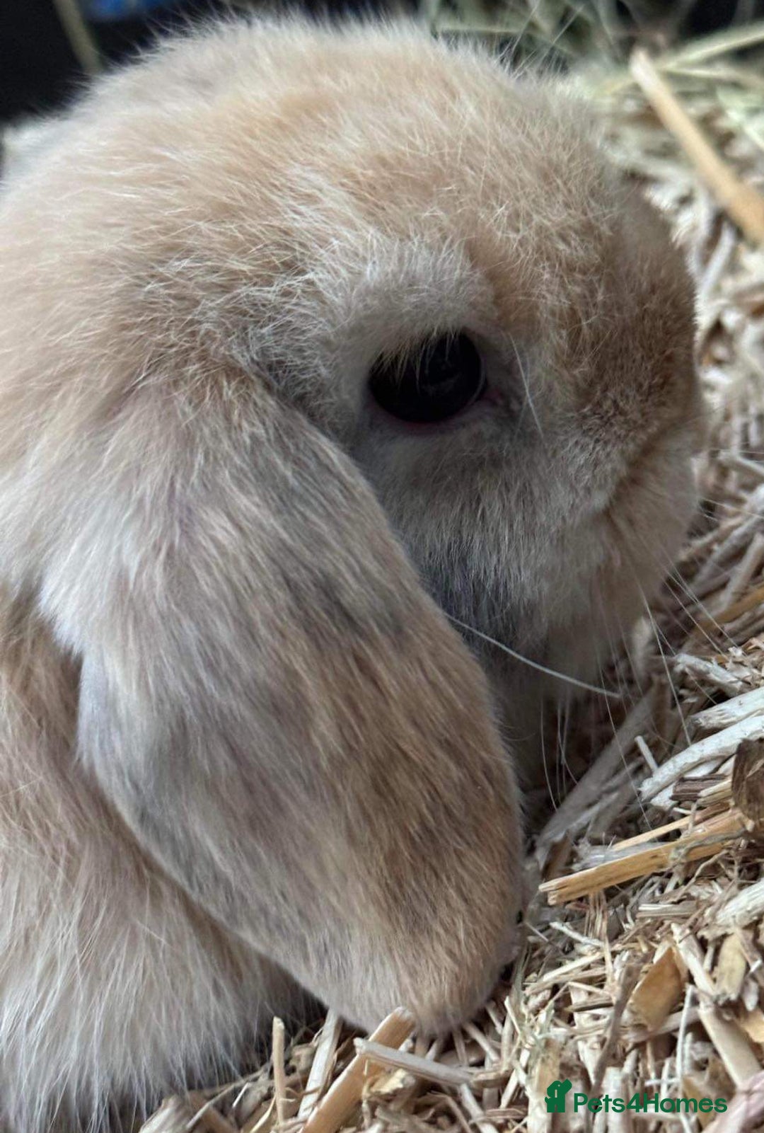 Mini Lop rabbits for sale: MINI LOP BUNNIES / PEDIGREE  - Image 27
