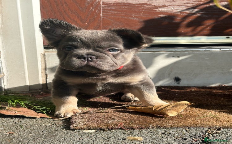 French Bulldog dogs - Advert 11