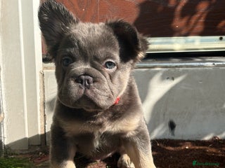 French Bulldog dogs - Advert 8