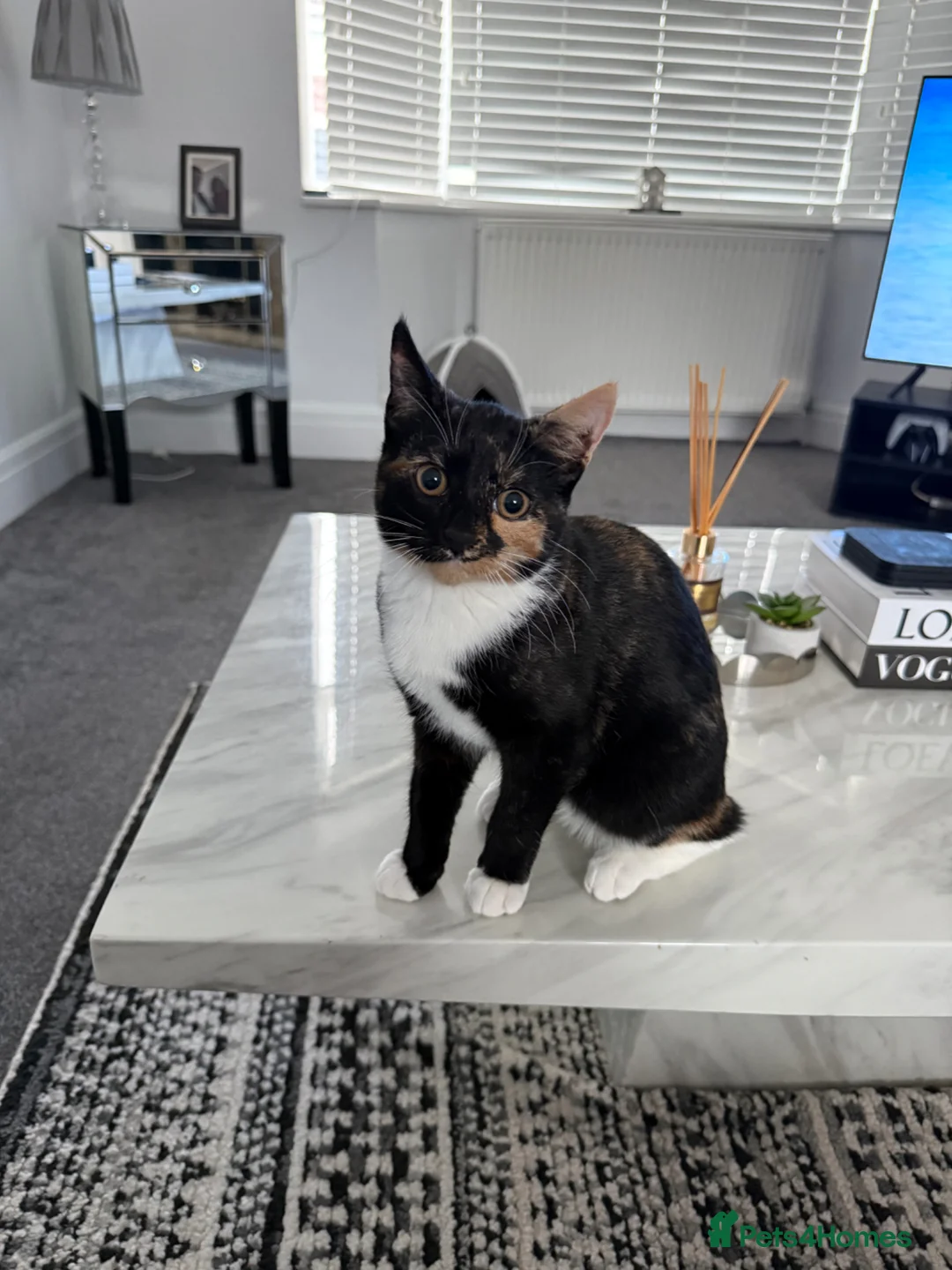 Mixed Breed cats for sale: 2 kittens looking for a loving home  - Advert 2