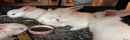 Blanc De Bouscat rabbits for sale: Baby rabbits for sale - Advert 1