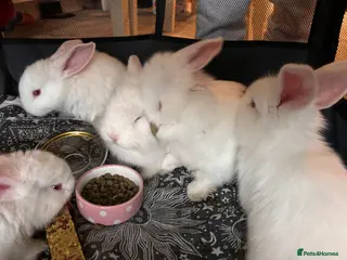 Blanc De Bouscat rabbits Baby rabbits for sale - Advert 1