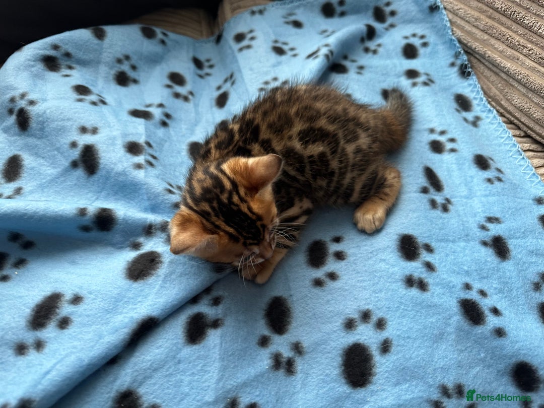 Bengal cats for sale: TICA Bengal kittens for sale . 🐱 - Image 5