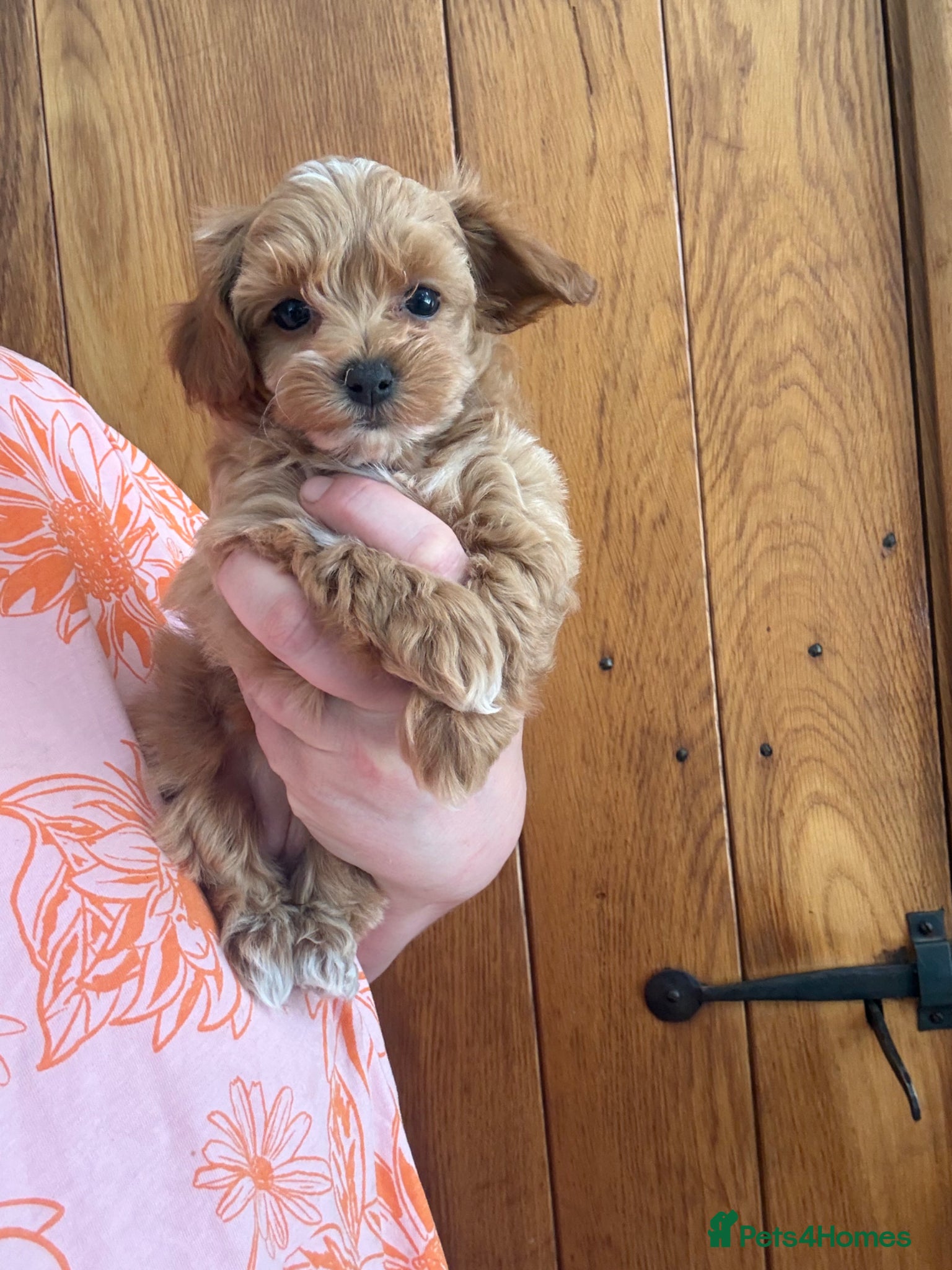 Maltipoo dogs Amazing F1 Asian Maltipoo puppies  - Advert 2
