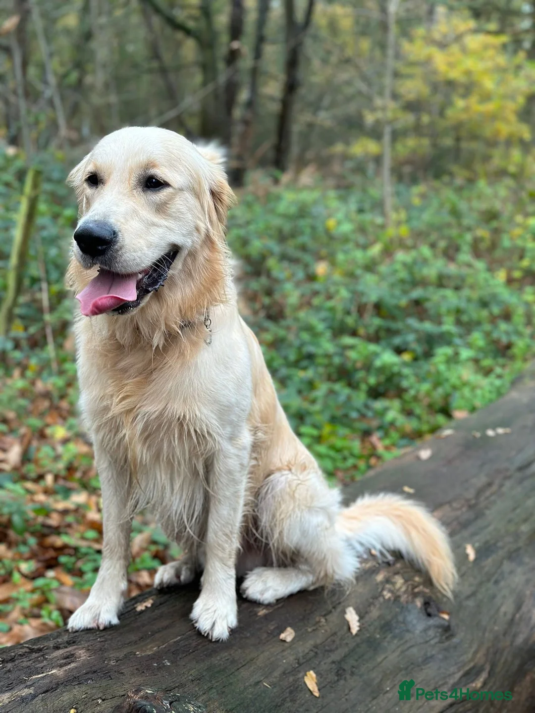 Golden Retriever dogs for stud: Charlie available at stud  in Telford - Advert 7