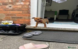 Mixed Breed dogs for sale: American Bullwiler puppy 11 weeks! - Image 5