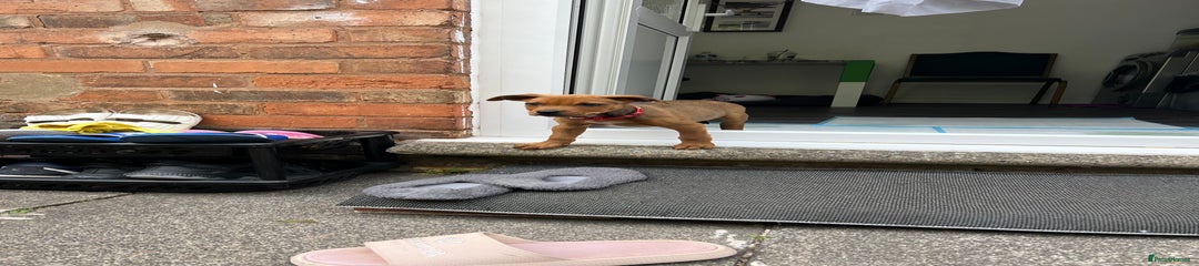 Mixed Breed Puppy 1