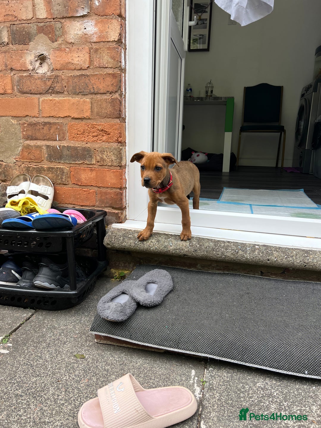 Mixed Breed dogs for sale: American Bullwiler puppy 11 weeks! - Image 5