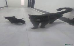 European cats for sale: 6 kittens - Image 6