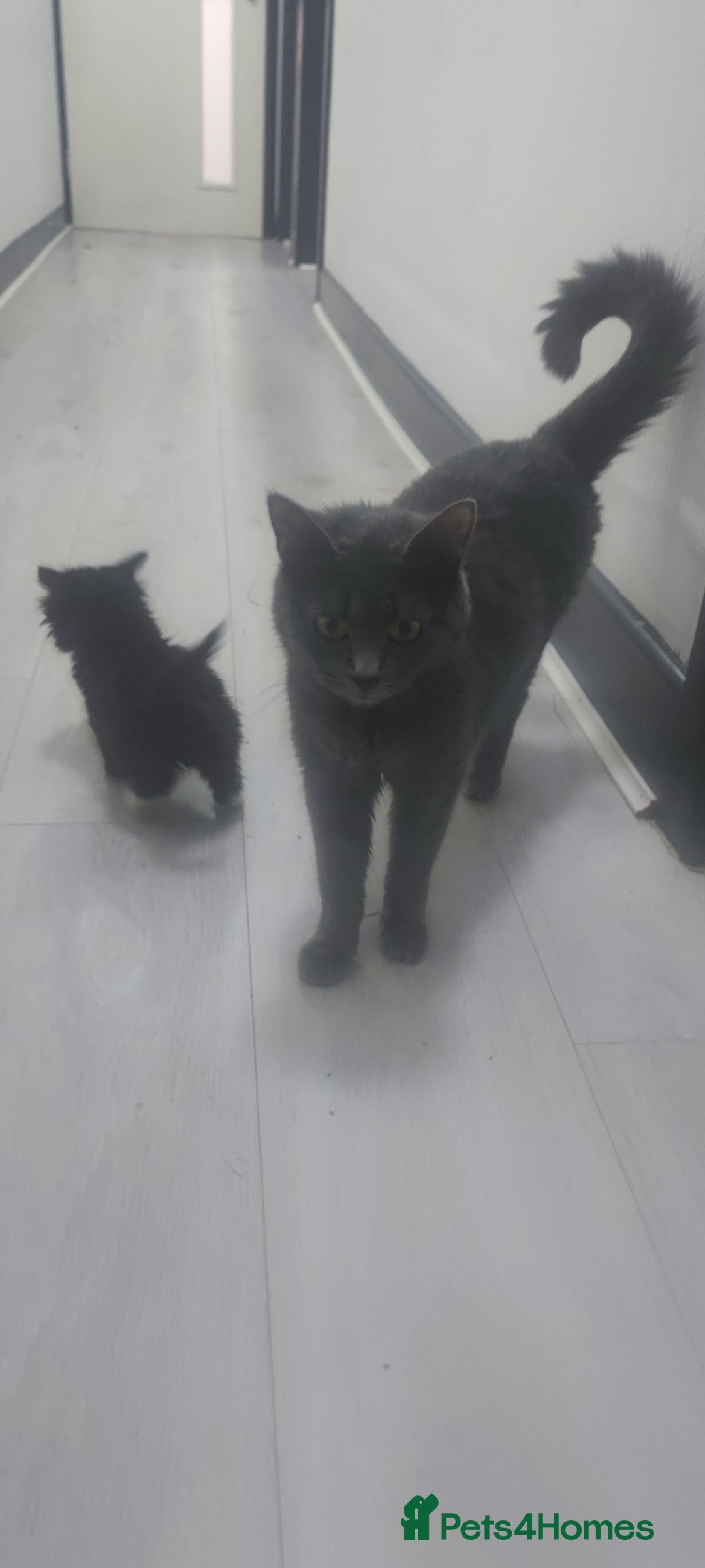 European cats for sale: 6 kittens - Image 6