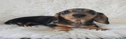 Miniature Dachshund dogs for sale: KC Silver dapple & cream boy. ready now  - Advert 6