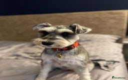 Miniature Schnauzer dogs for sale: Miniature Schnauzer Puppies - Image 6
