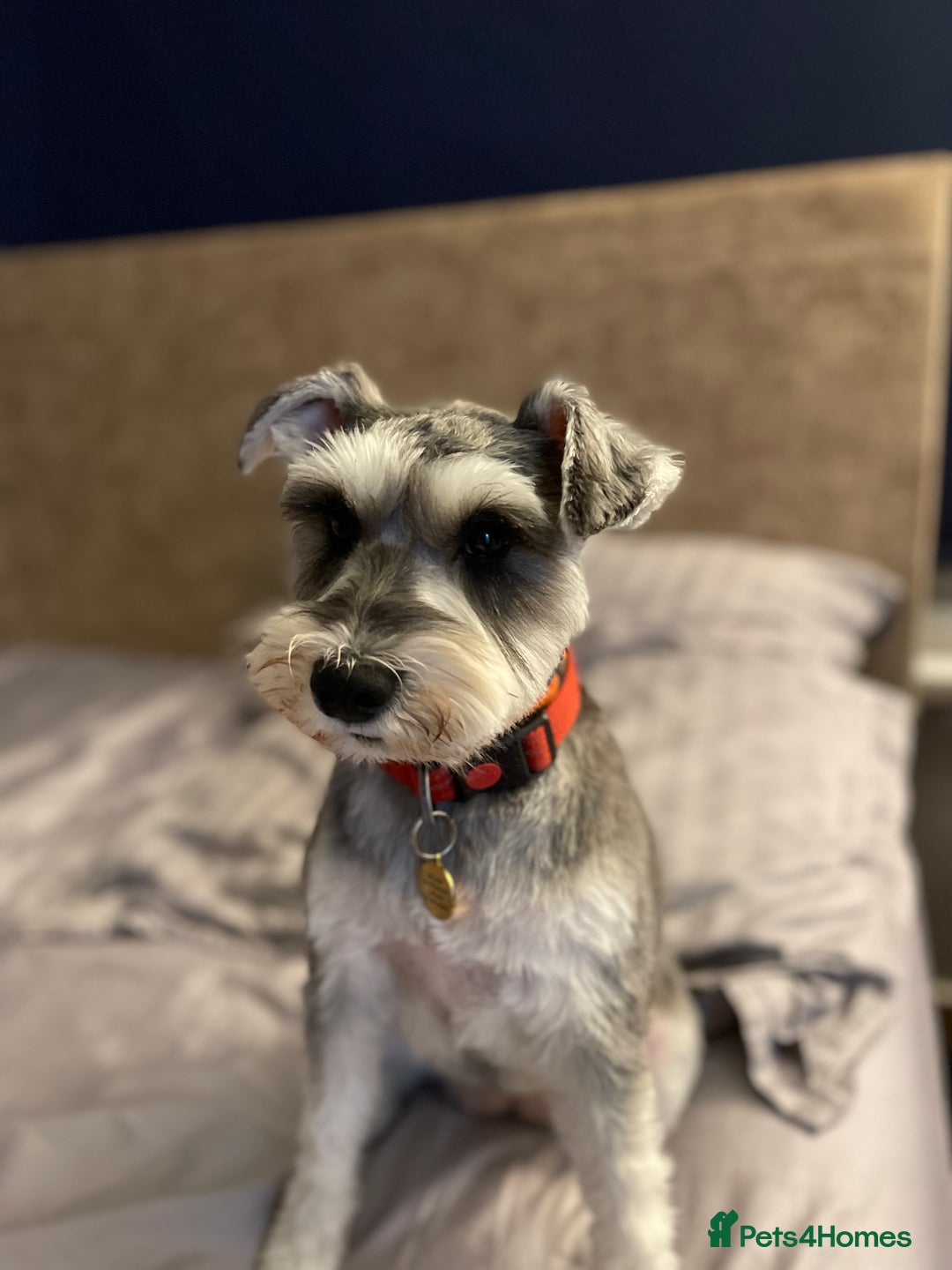 Miniature Schnauzer dogs for sale: Miniature Schnauzer Puppies - Image 6