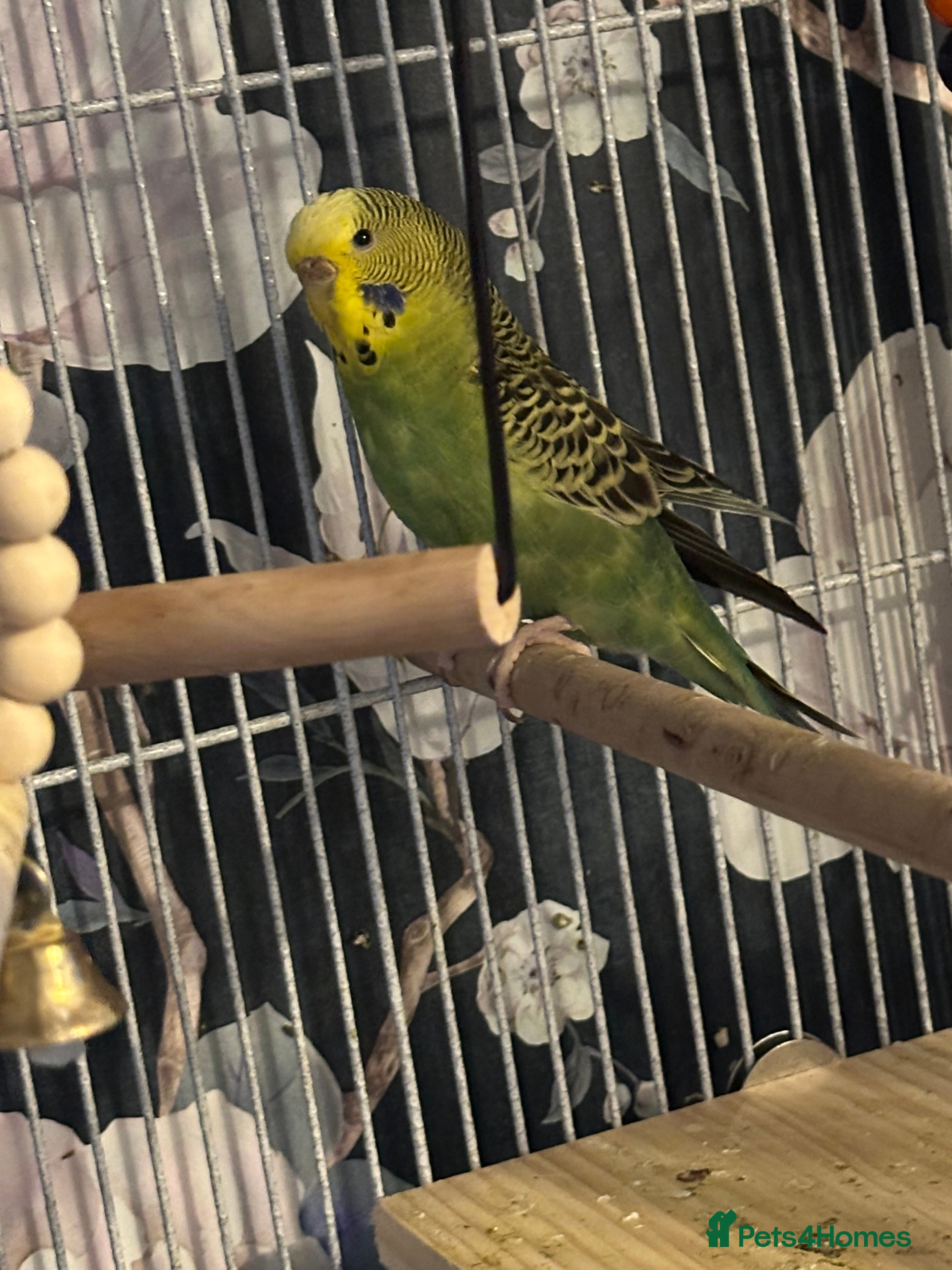 Budgerigars birds Female budgies - Advert 2