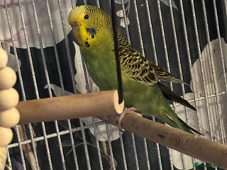 Budgerigars birds Female budgies - Advert 1