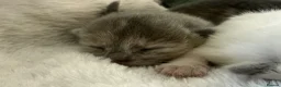 Mixed Breed cats for sale: Beautiful litter of kittens  - Advert 1