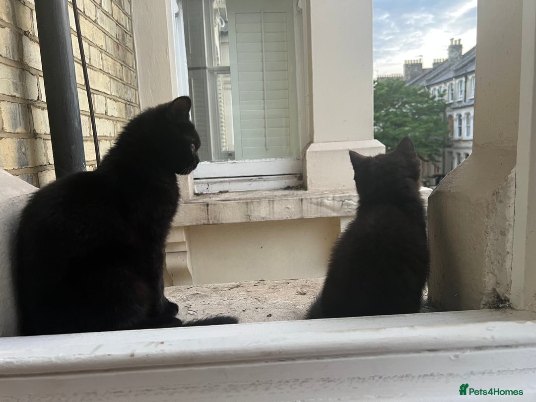 British Shorthair cats for sale: Playful trained  British Shorthair boy in W14  - Image 7