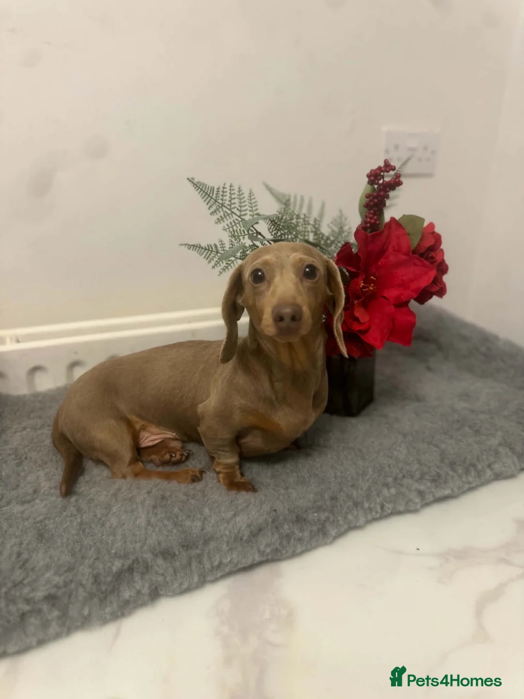 Mixed Breed dogs for sale: Doxiepoo - Advert 16