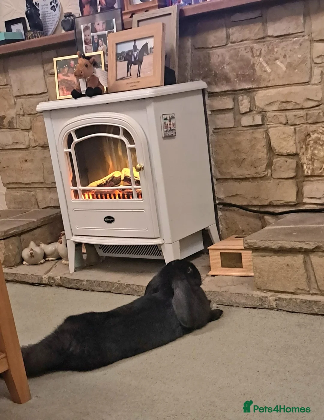 French Lop rabbits for sale: Very pretty French Lop Neutered male - Advert 2