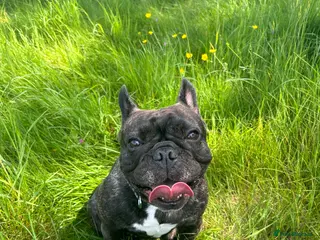 French Bulldog dogs Coco 5Yo French Bulldog - Advert 2