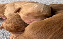 Mini Goldendoodle dogs for sale: Mini GoldenDoodle Puppies - Image 9