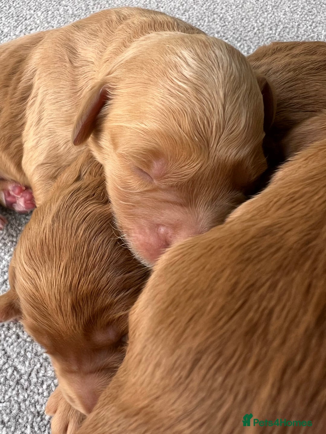Mini Goldendoodle dogs for sale: Mini GoldenDoodle Puppies - Image 9