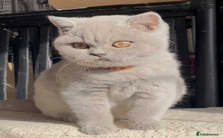 British Shorthair cats - Advert 13