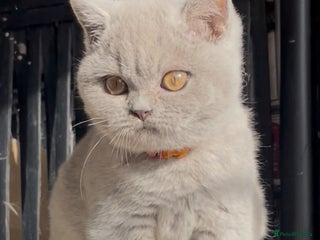 British Shorthair cats - Advert 14