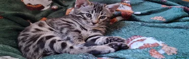 Bengal 1