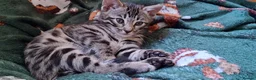 Bengal cats for sale: Stunning Bengal kitten  - Advert 10