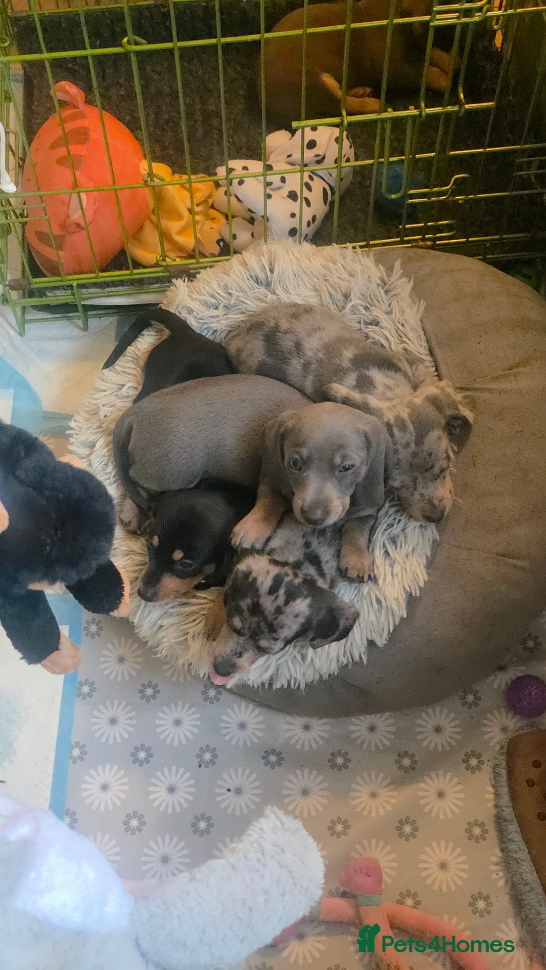 Miniature Dachshund dogs for sale: Amazing miniture dachshund puppies  - Image 6