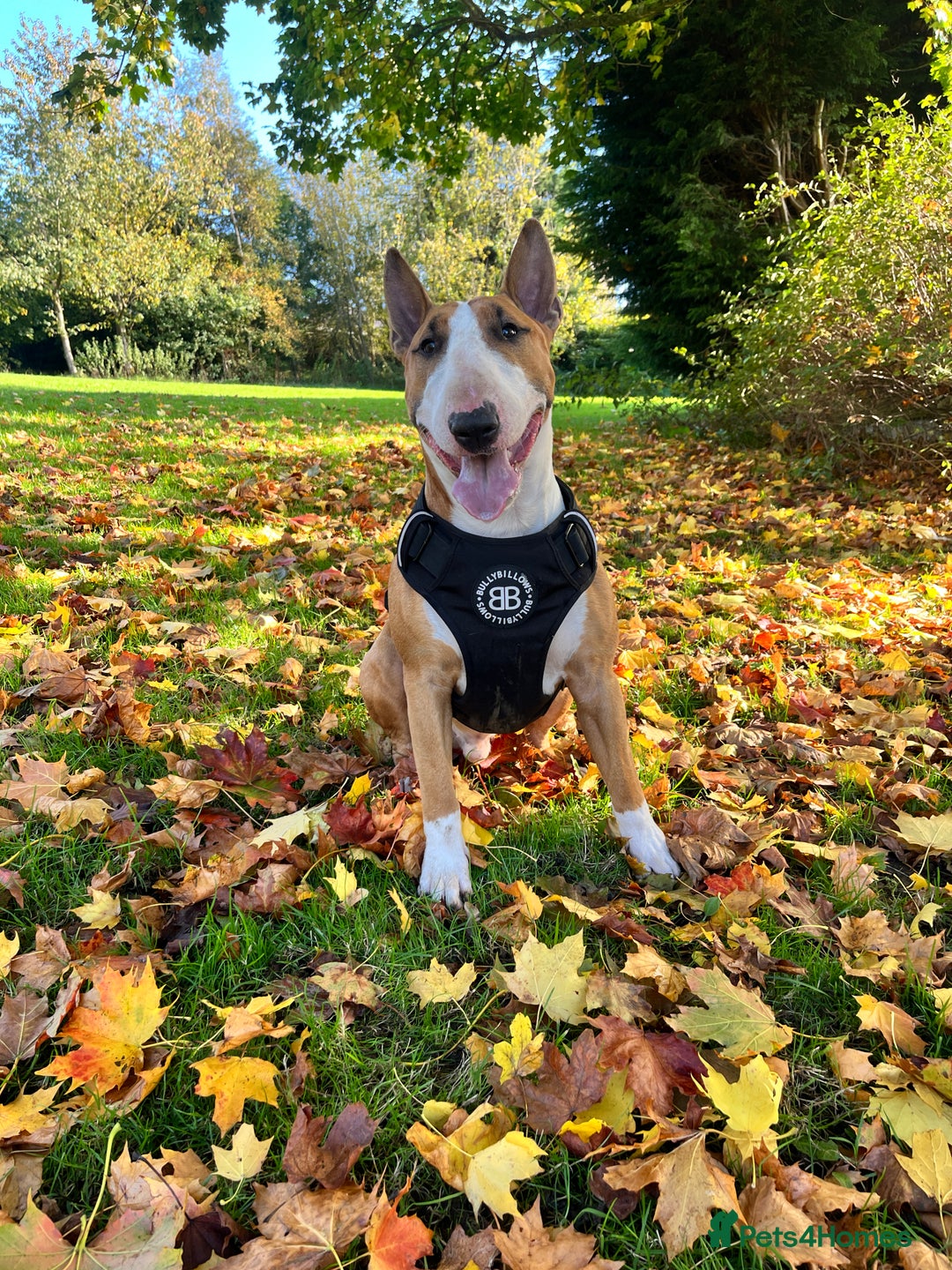 English Bull Terrier dogs for stud: ENGLISH BULL TERRIER STUD DOG - KC Registered - Image 4