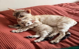 Bengal cats for sale: PURE BRED SNOW LYNX kittens 🐱 - Advert 7
